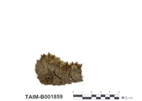 藏品(扭蒴大帽苔)的圖片